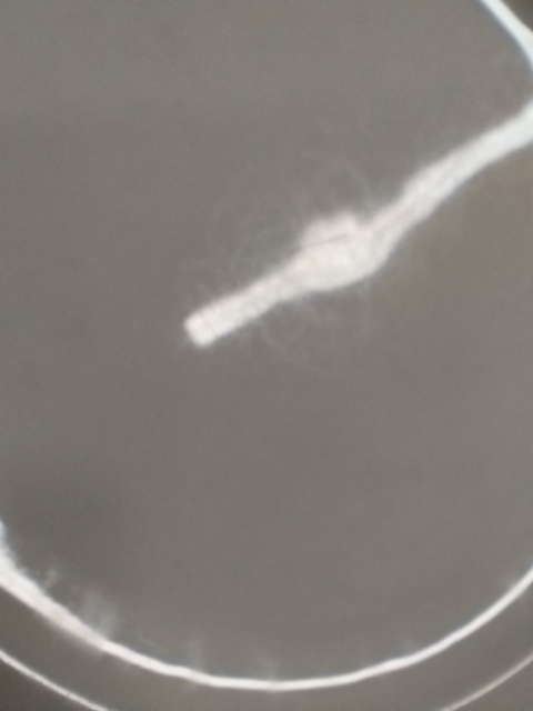 6x talerz płas. Rosenthal Biała Maria