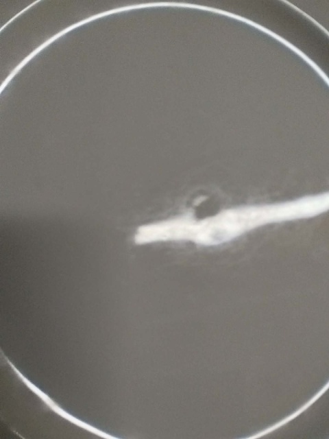 6x talerz śniad. Rosenthal Biała Maria śr. 20 cm