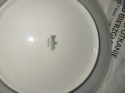 talerz śniadaniowy Rosenthal Biała Maria śred. 20 cm